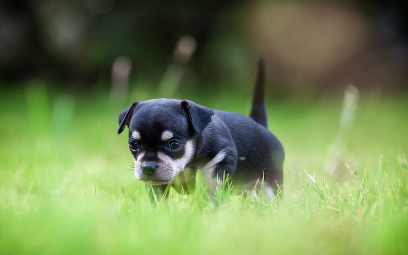 chihuahua, small black puppy, green grass, small black dog, pets, dogs, HD wallpaper