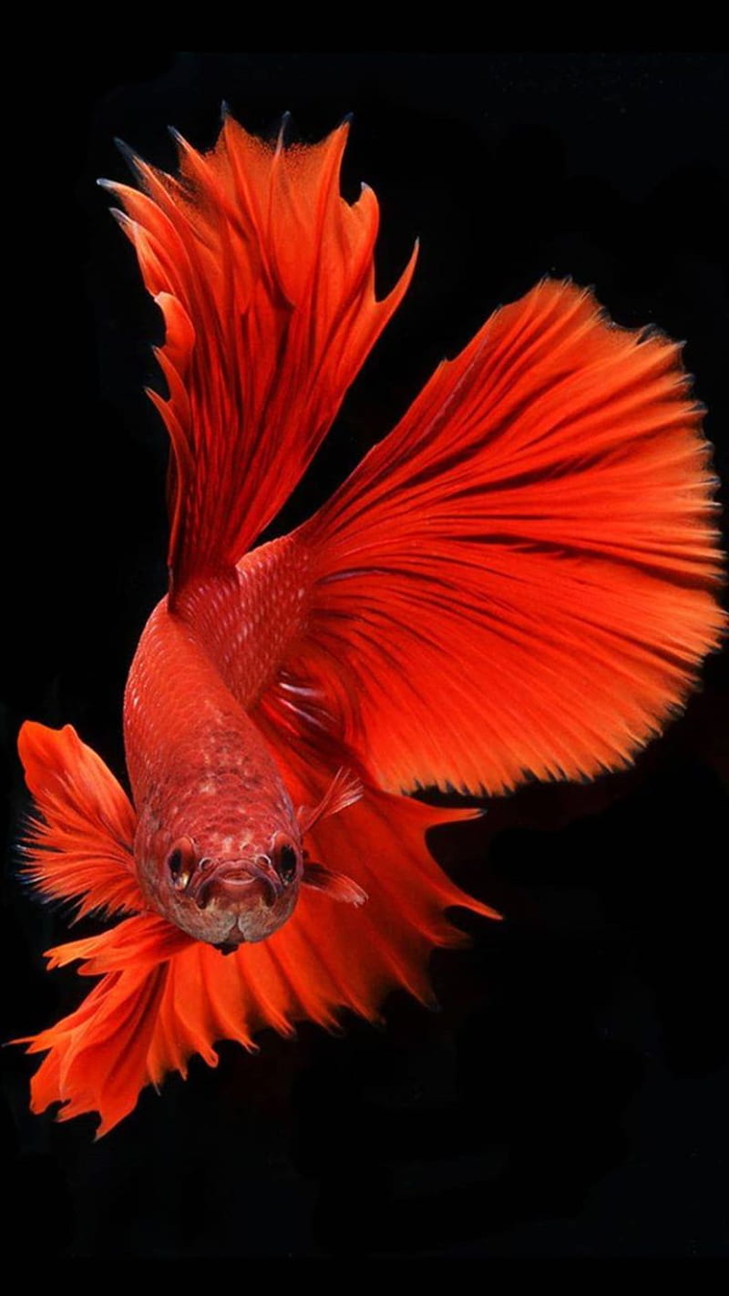 Red fish, apple, aquarium, beta, mate, orange, phone, stills, HD phone wallpaper