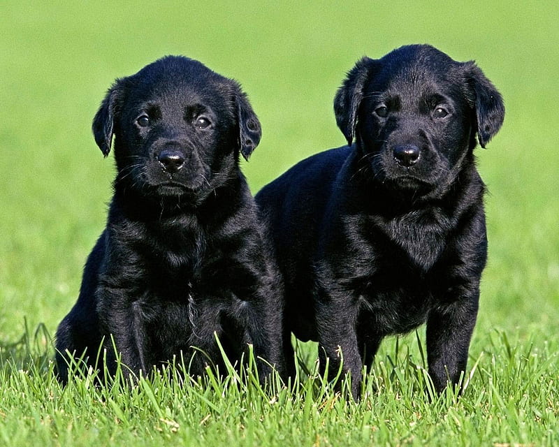 Black Labrador Puppies, grass, black, puppies, green, two, labs, nature, animals, dogs, HD wallpaper