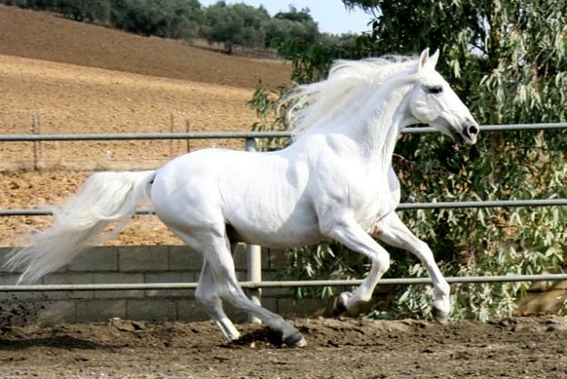 Pure Soul, pure, white, andalusian, horses, spanish, HD wallpaper