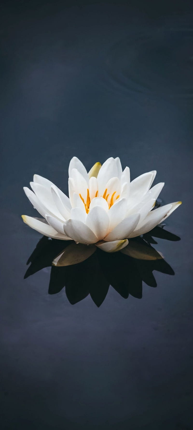 White Lotus, best, colourful flowers, flower, flowers, garden, nature, water, HD phone wallpaper