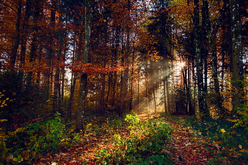 Leafy Autumn Forest Sunbeam, Trees, Forests, Sunbeams, Leaves, Autumn, Nature, HD wallpaper
