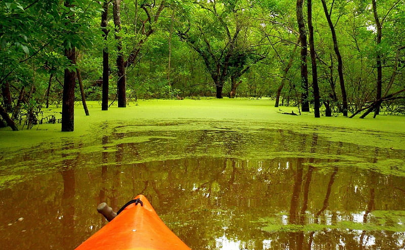 Flooded Murky Forest, murky, nature, forests, flooded, HD wallpaper