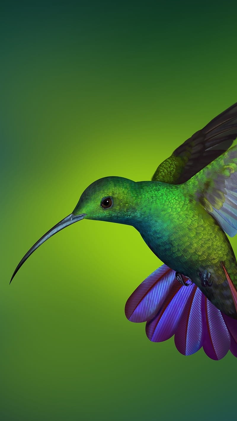 green throated mango hummingbird , bird, background, long beak, HD phone wallpaper