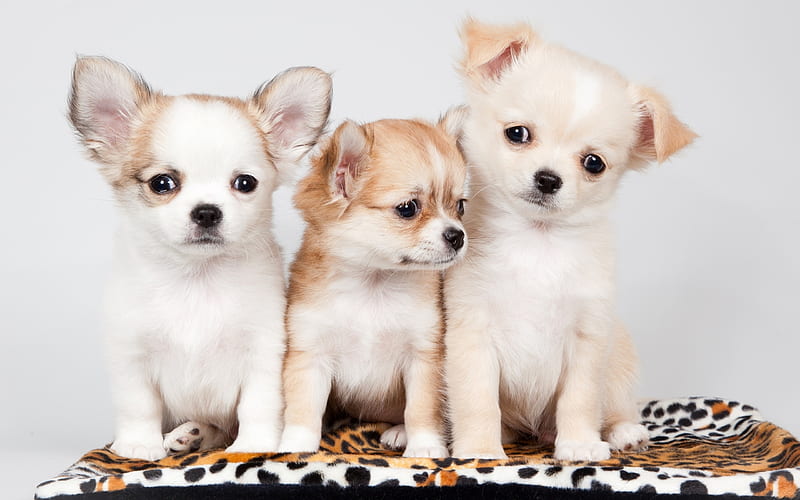 Chihuahua, friendship, puppies, dogs, cute animals, pets, Chihuahua Dogs, HD wallpaper