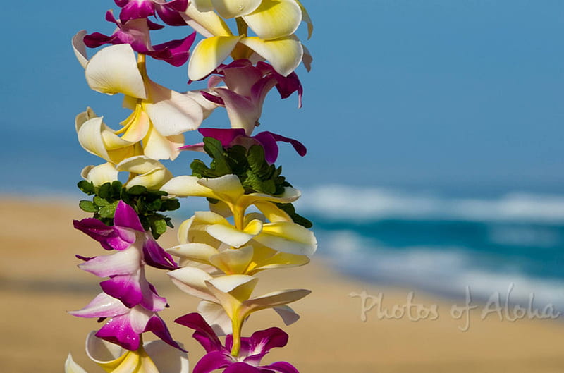 spirit of aloha tropical hawaiian lei garland on beach in hawaii polynesia, polynesia, hibiscus, plumeria, sea, garland, beach, sand, flowers, polynesian, exotic, islands, lei, ocean, hawaii, pacific, aloha, islanders, spirit, frangipani, paradise, luau, flower, island, orchard, tropical, hawaiian, HD wallpaper