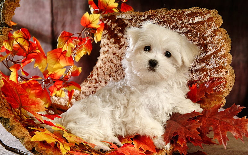 Lovely Little White Fluffy Puppy 40, HD wallpaper
