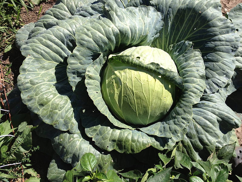 Cabbage head in garden, Plants, Gardens, Cabbage, Healthy Eating, Organic, HD wallpaper