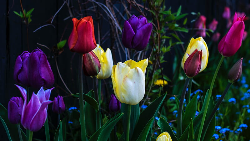 Flowers, Tulip, Purple Flower, Red Flower, Spring, Yellow Flower, HD wallpaper