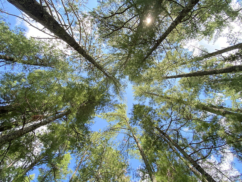 Vista de gusanos de árboles de hojas verdes durante el día, Fondo de  pantalla HD | Peakpx