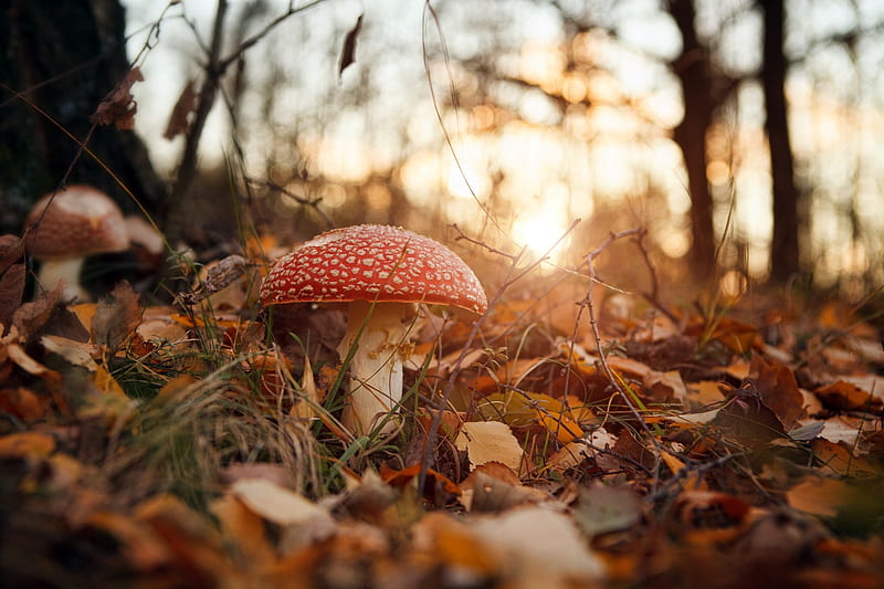 mushroom, autumn, sunlight, forest, trees, Nature, HD wallpaper