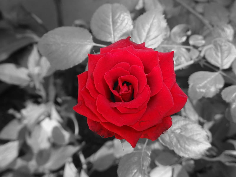 Red Rose on a Background of Gray, red, leaves, gray, rose, flowers, nature, HD wallpaper