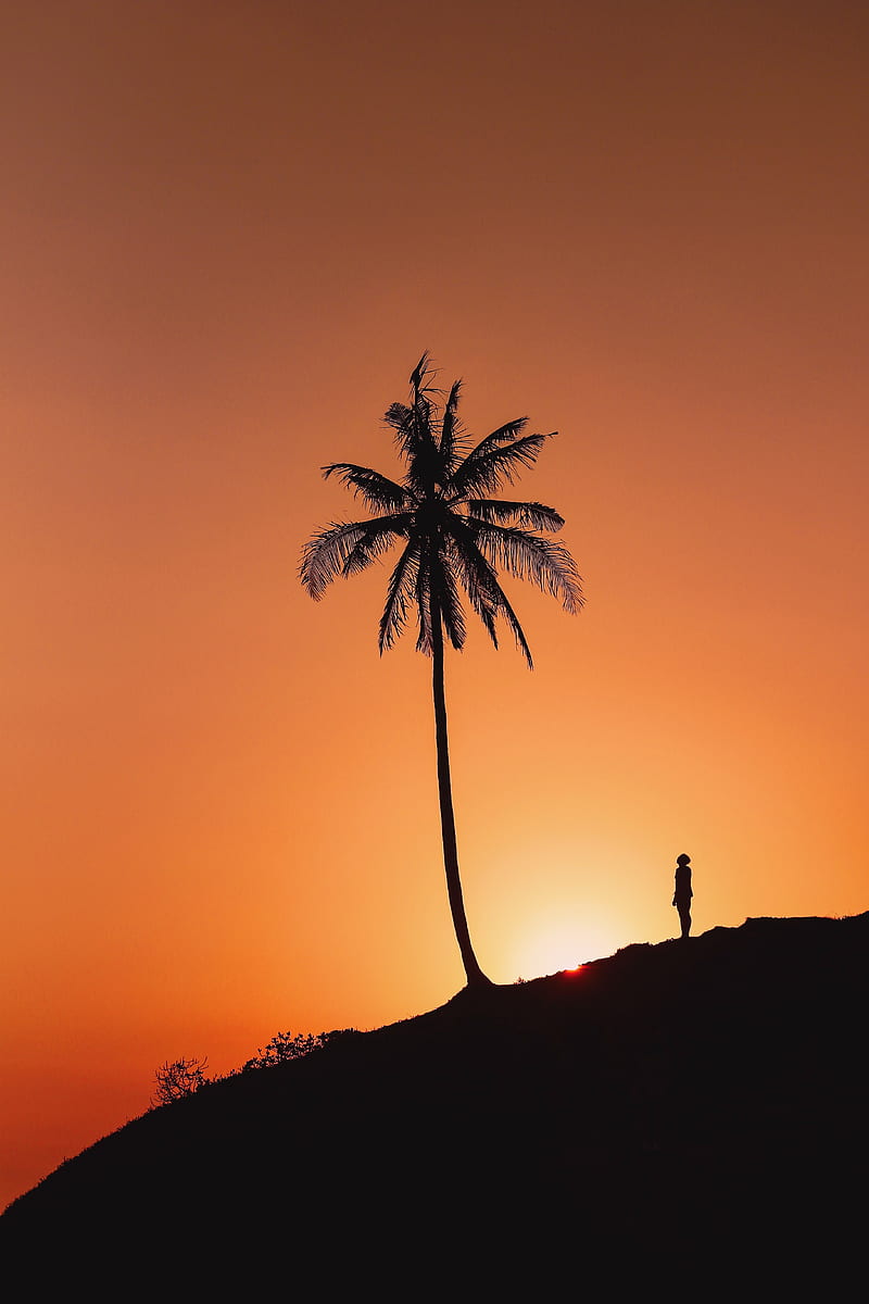 palm tree, silhouette, sunset, hill, dark, HD phone wallpaper