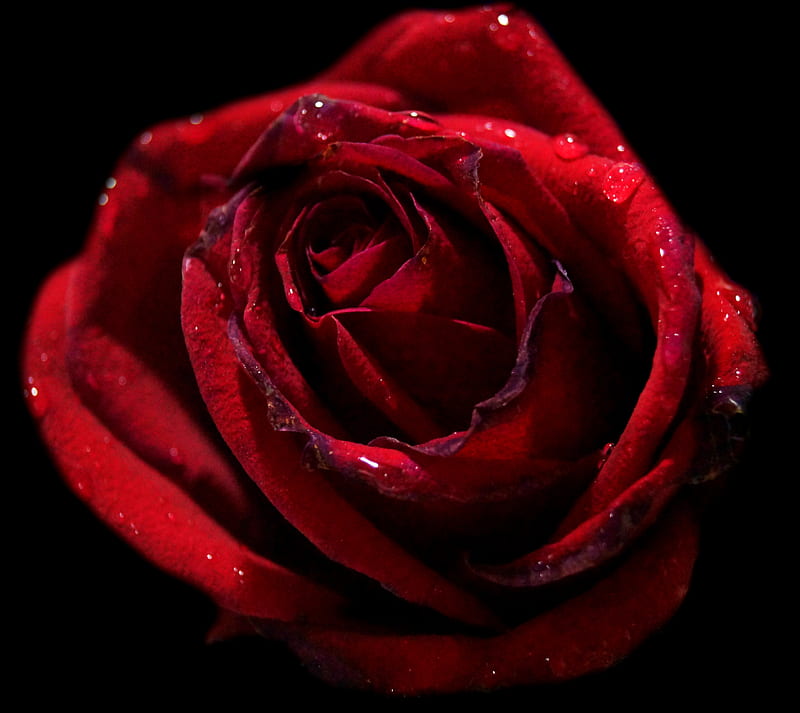 Red Rose with Dew, bonito, flower, flowers, love, roses, sensational, HD wallpaper