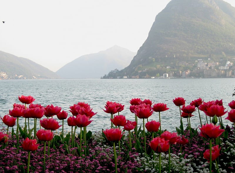 red tulips, mountain, nature, tulips, sea, HD wallpaper