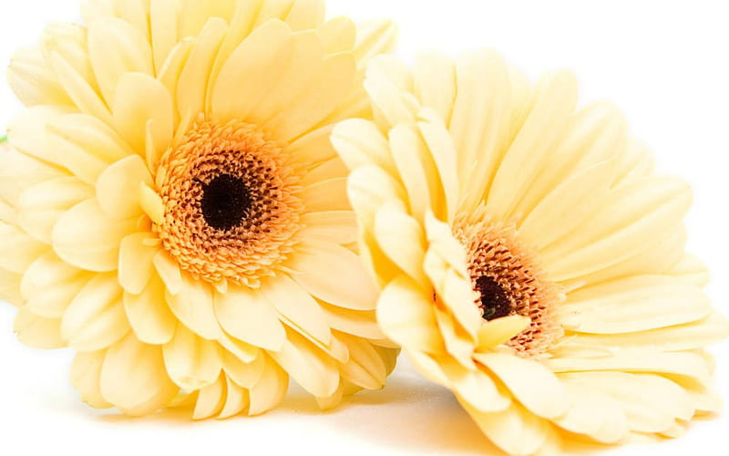 Yellow Gerbera, gerbera, flowers, petals, nature, HD wallpaper