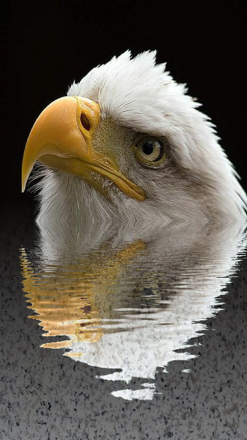 Reflections, eagle, water, usa, american, flag, thin, red, native, patriots, patriotic, HD phone wallpaper