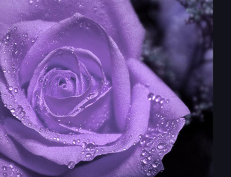 Tears on a rose, dew, flower, rose, mauve, HD wallpaper | Peakpx