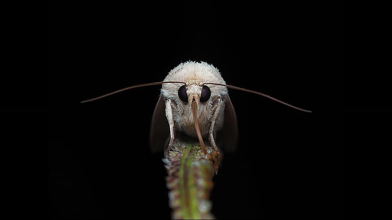 Animal, Moth, Insect, HD wallpaper