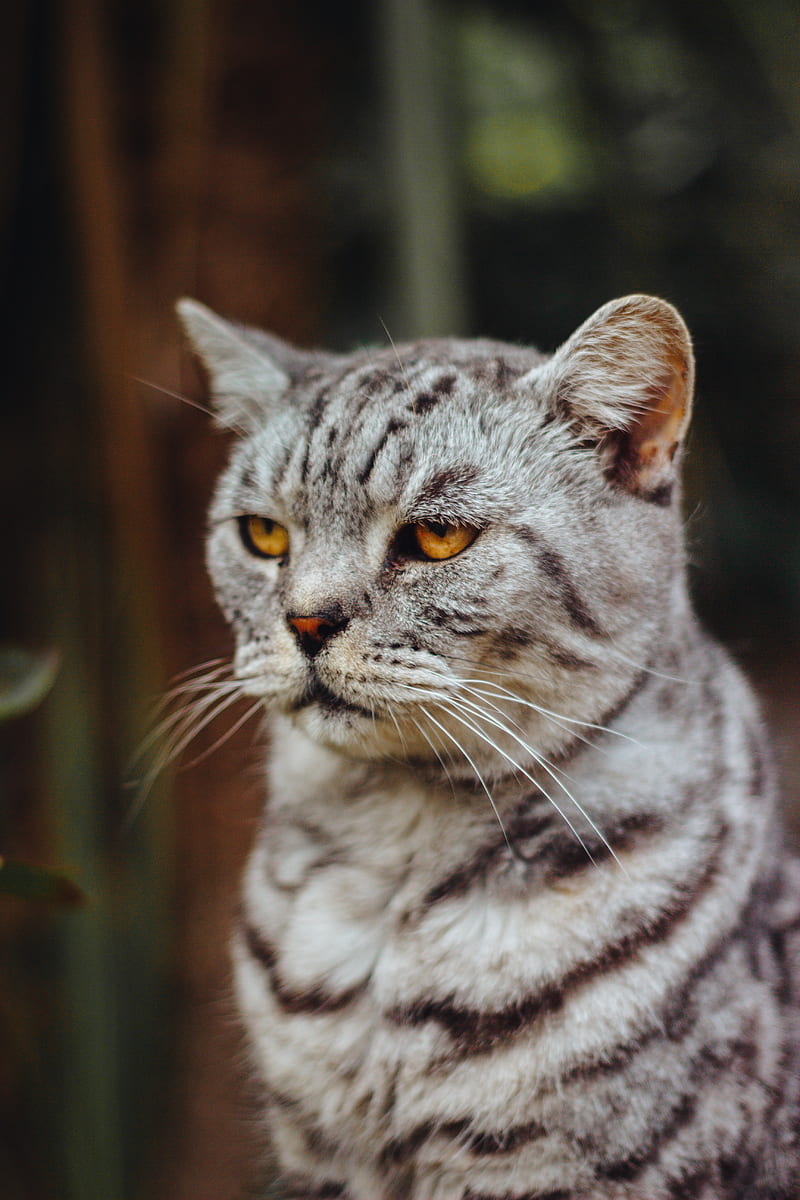 shallow focus graphy of silver tabby cat, HD phone wallpaper