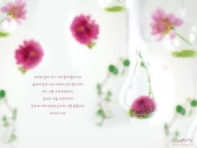 Floral Verse, flowers, chinese writing, verse, HD wallpaper