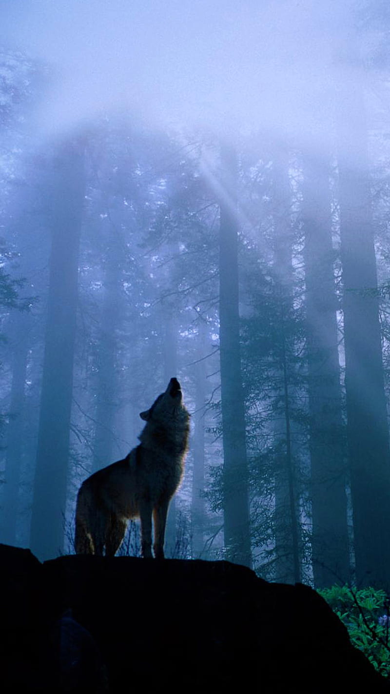 wolf, animal, forest moonlight, nature, wild, HD phone wallpaper