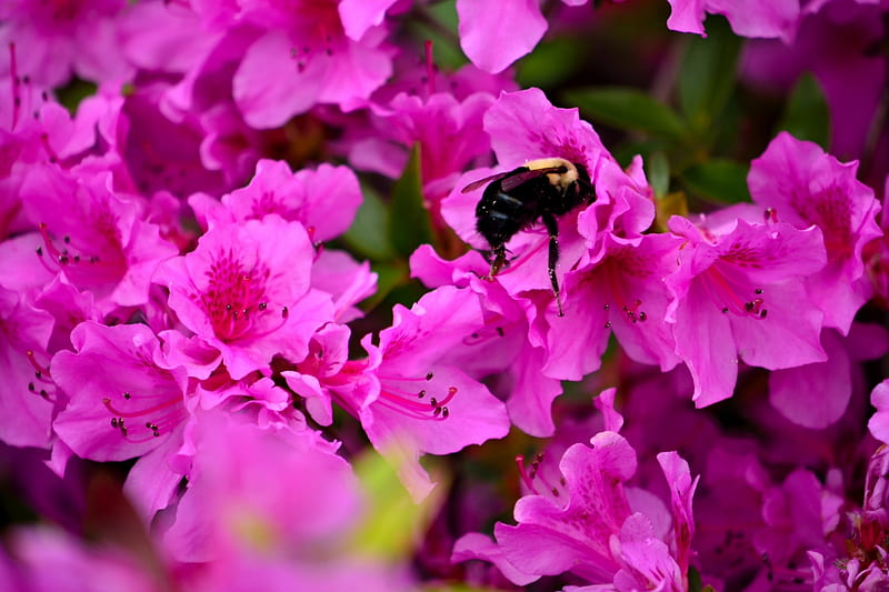 A Little Visitor, spring flowers, pollinating bee, bee in a flower, bee flower, HD wallpaper
