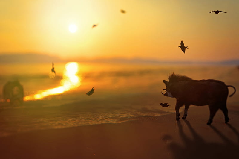 :-), silhouette, boar, pig, bird, orange, sunset, animal, HD wallpaper