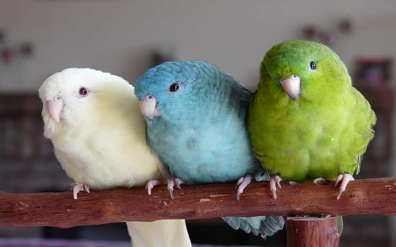 Parrots., colour, parrot, bird, perch, HD wallpaper