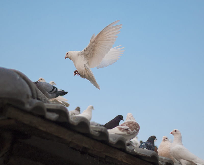 birds on roof shingle, HD wallpaper