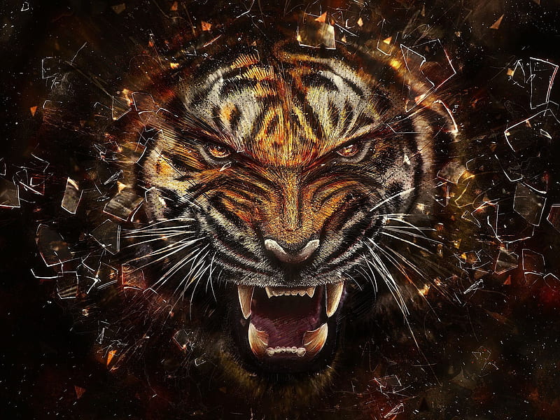 tigre enojado fondos de pantalla hd 1920x1080