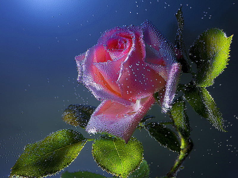 Wet pink rose, pretty, wet, lovely, rose, bonito, lonely, nice, flowers, nature, single, pink, HD wallpaper