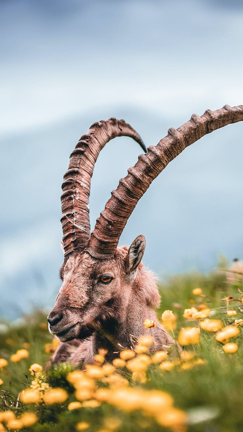 Wild Animals, Alpine Ibex, HD phone wallpaper