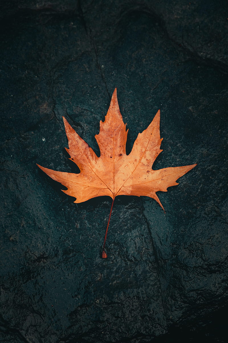 leaf, maple, macro, brown, wet, HD phone wallpaper