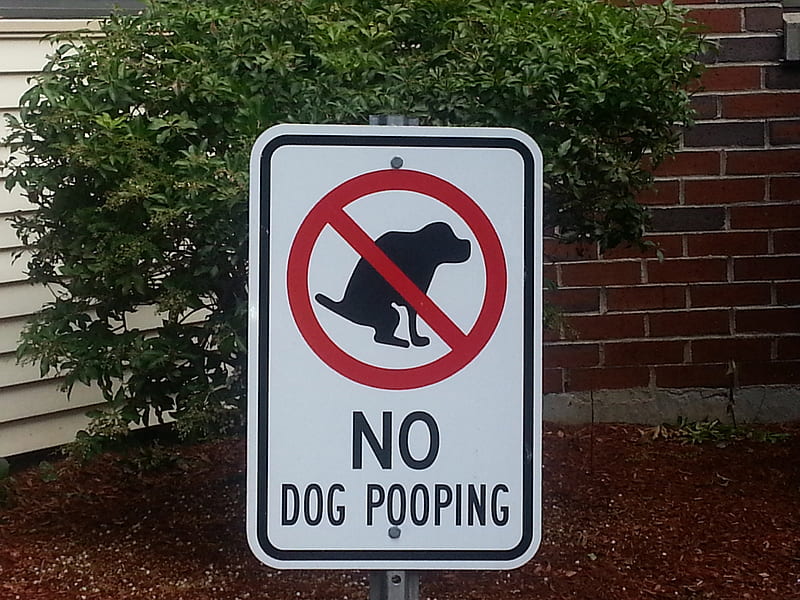 No doggie doo, dumping, pooping, doodoo, dog, HD wallpaper
