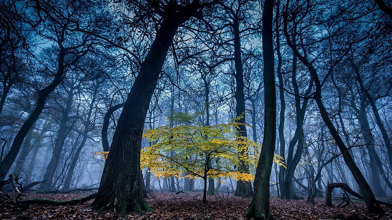 sapling in a misty forest, forest, sapling, autumn, leaves, mist, HD wallpaper