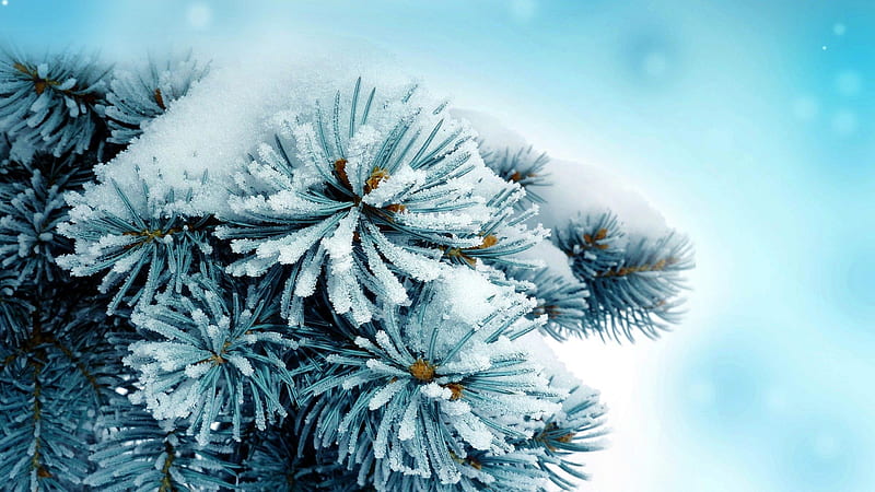 ✿, nature, pine needles, snow, HD wallpaper