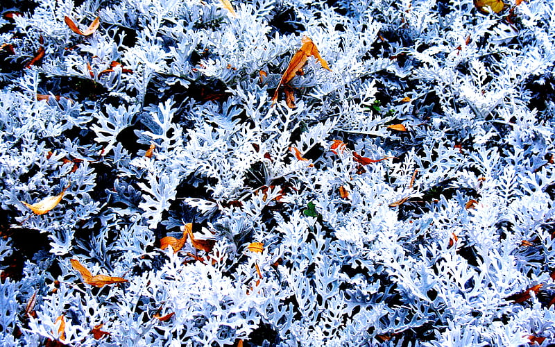 Snowy, frosty, wild, plants, nature, leafs, HD wallpaper