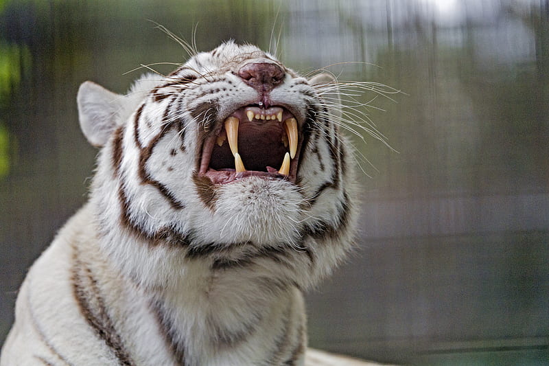 tiger, grin, predator, white, albino, HD wallpaper