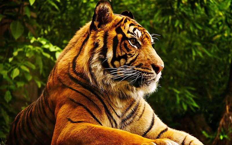 Tiger, wildlife, predators, Panthera tigris, HD wallpaper