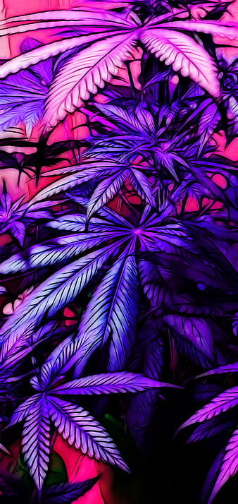 TrippyWeed, cannabis, colorful, marijuana, pink, psicodelia, purple, rainbow, trippy, tropical, HD phone wallpaper