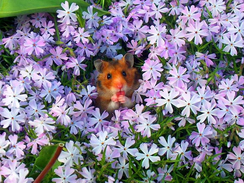 Sweet hiding place, cute, flowers, purple, Mouse, HD wallpaper