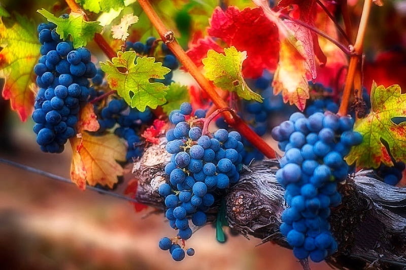 Bunch of Blue Grapes, lovely still life, fall, autumn, vineyards, love four seasons, grapes, still life, leaves, graphy, nature, blue, HD wallpaper