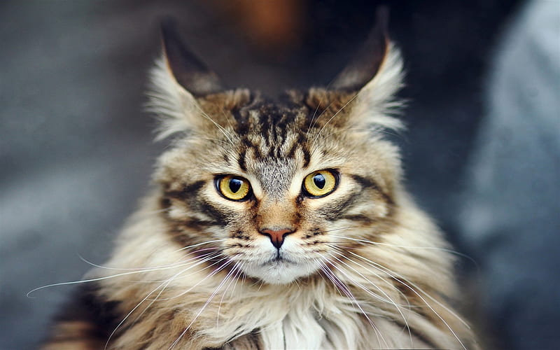 Maine Coon, close-up, yellow eyes, fluffy cat, cute animals, pets, cats, domestic cats, Maine Coon Cat, HD wallpaper