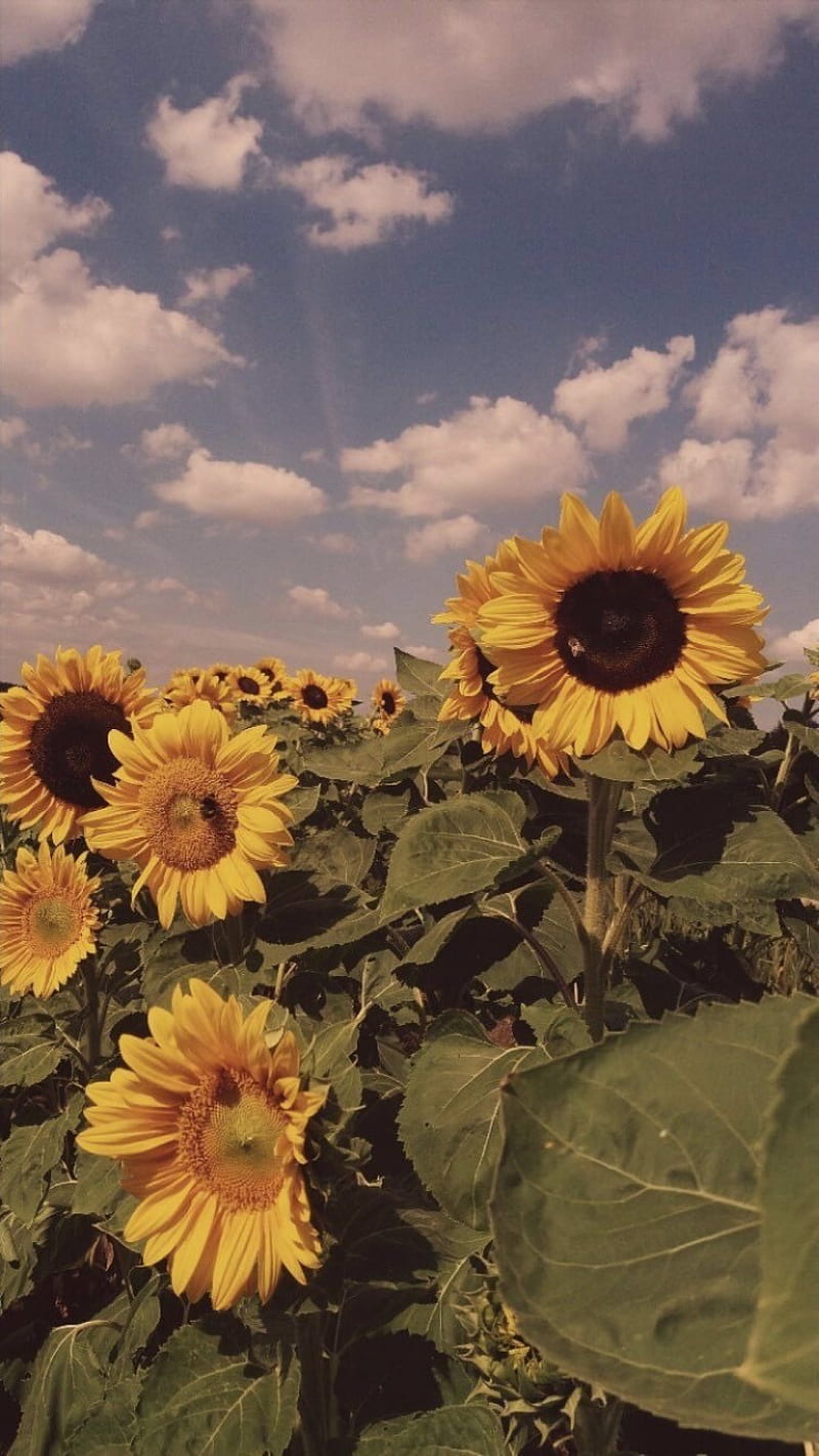 Sunflowers, flowers, flower, nature, sun, sunny, vintage, yellow, HD phone wallpaper