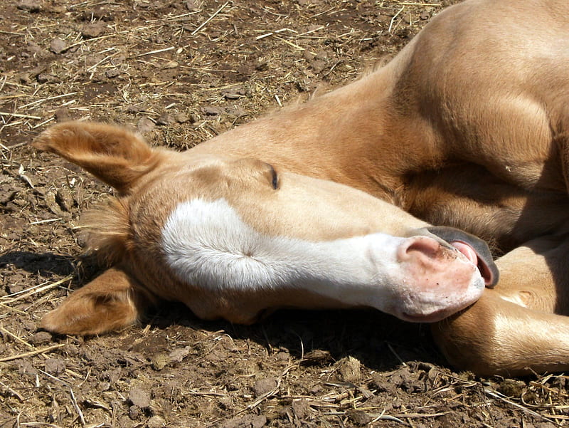 Sleepy Head, mud, white face, horse, asleep, HD wallpaper