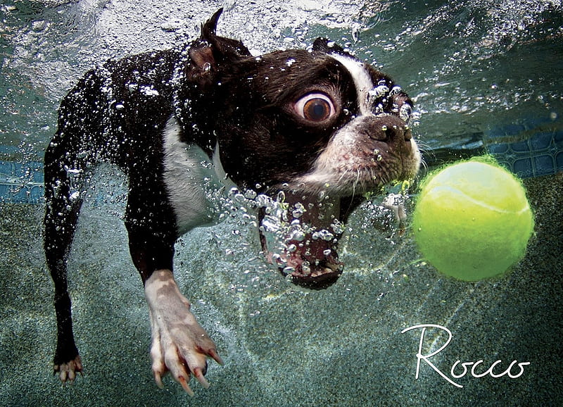 :D, dog, underwater, ball, water, caine, funny, animal, HD wallpaper