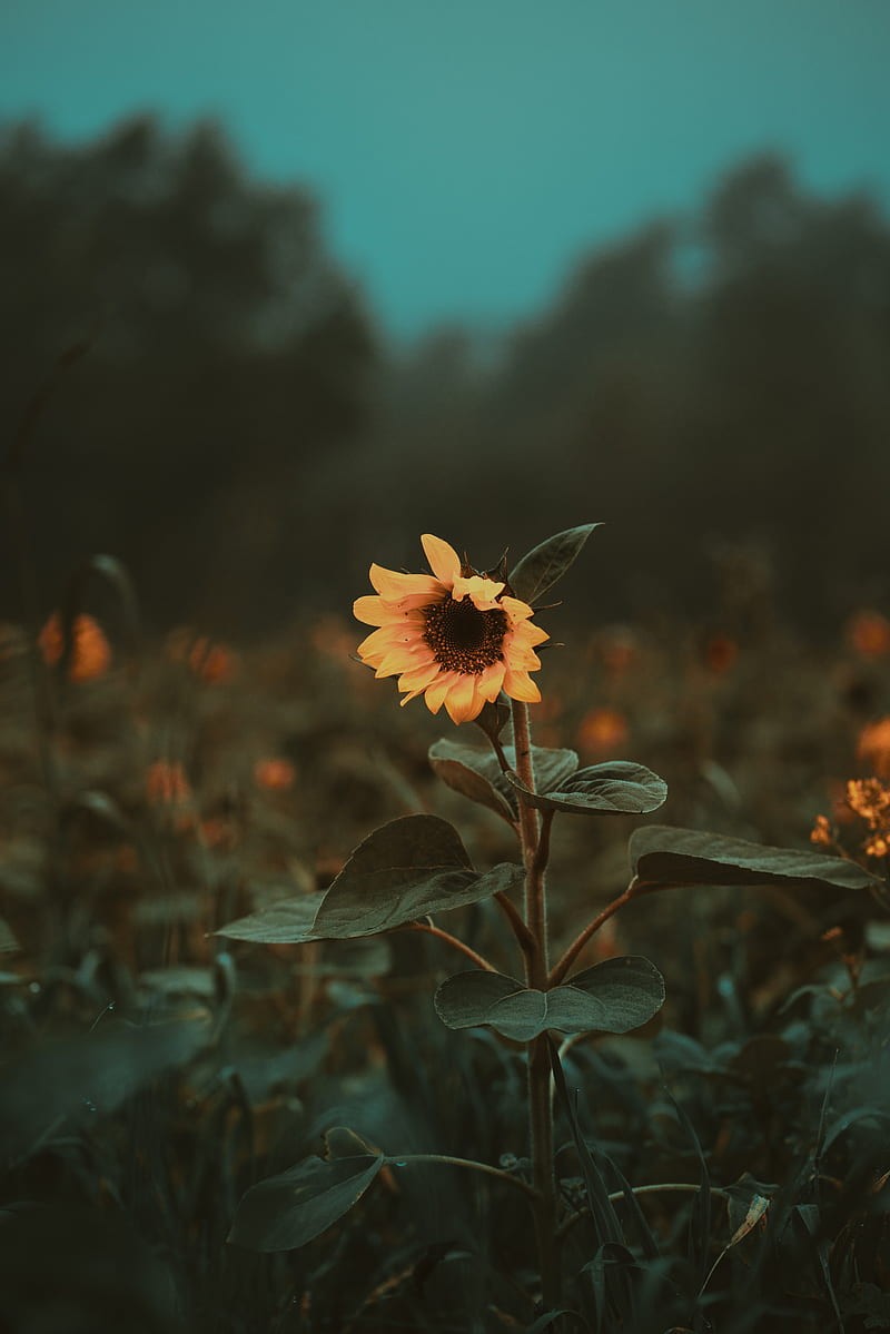 sunflower, flower, bloom, plant, HD phone wallpaper