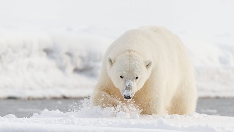 Polar Bear On Snow With White Snow Background Animals, HD wallpaper