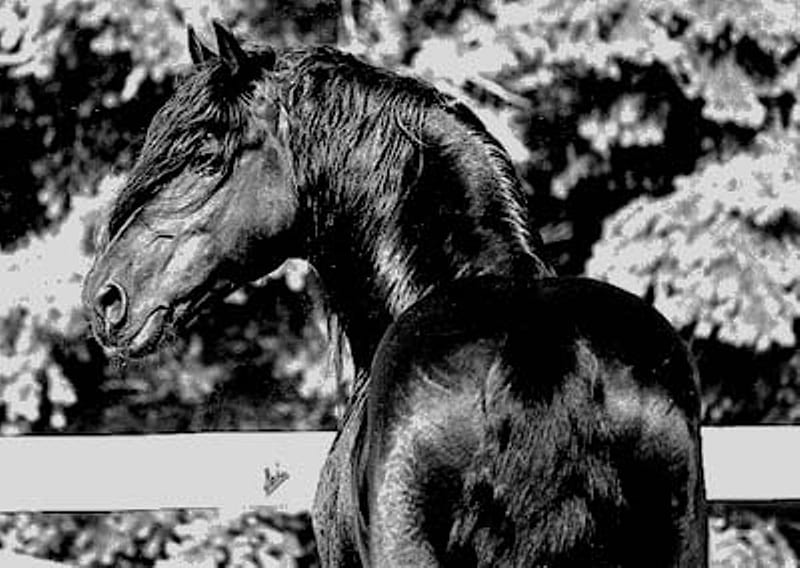 Friesian, stallion, cavalo, horse, animal, HD wallpaper